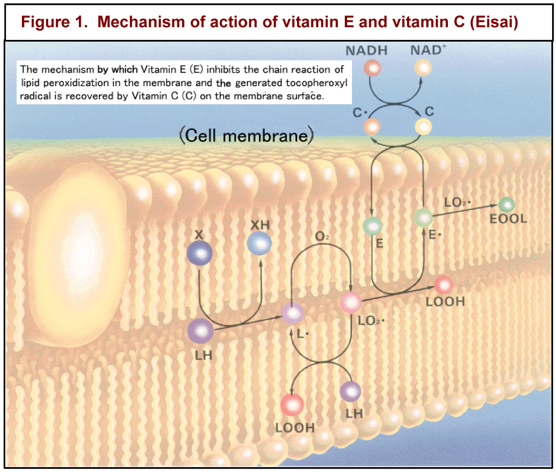 Vitamin-e-an-essential-nutrient-for-horses-fig1