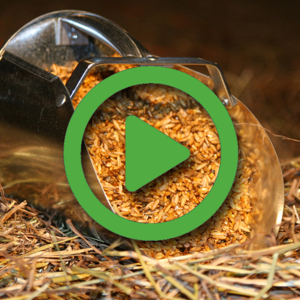 InsulinResistant Horses KPP