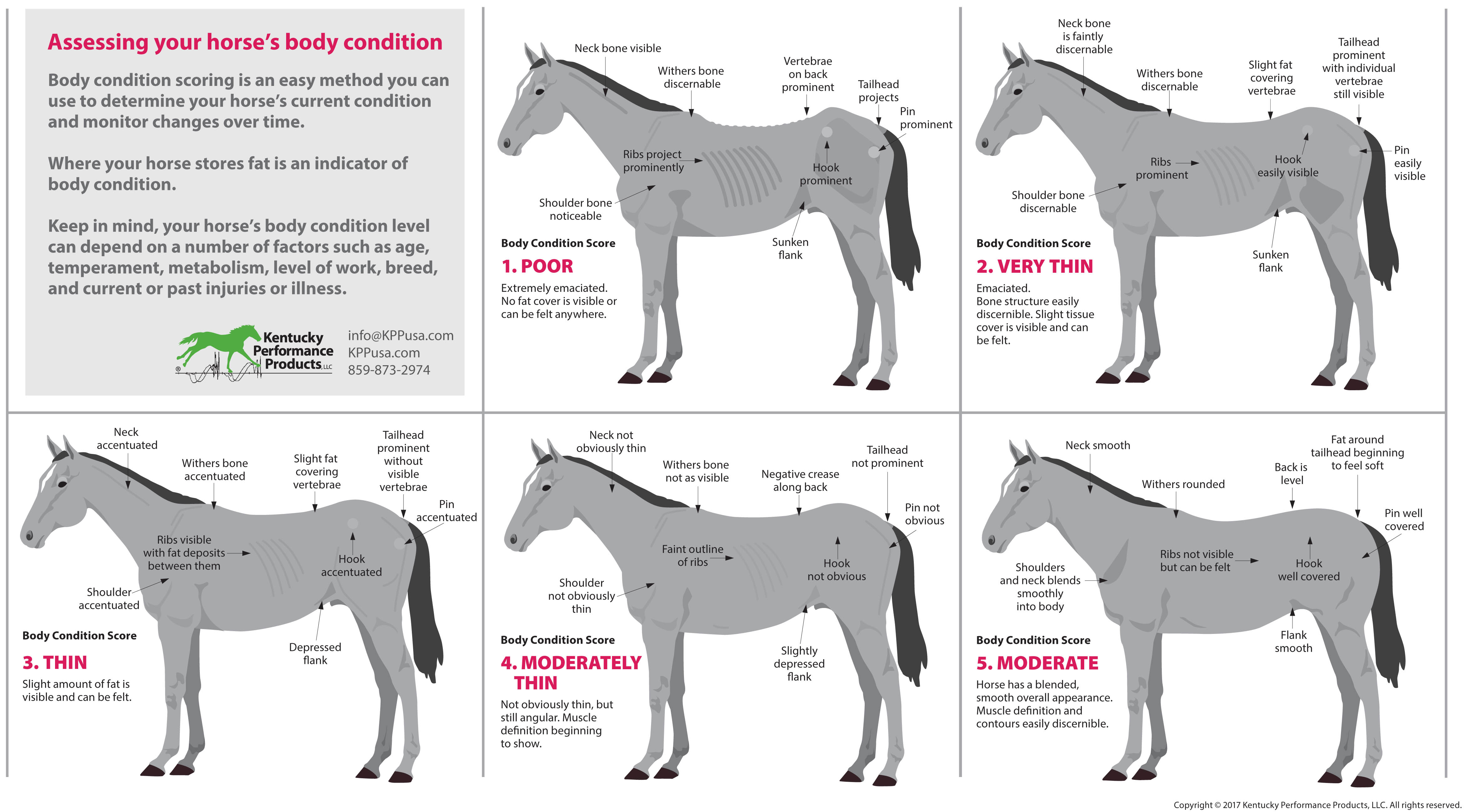 How-to-evaluate-your-horses-weight-chart