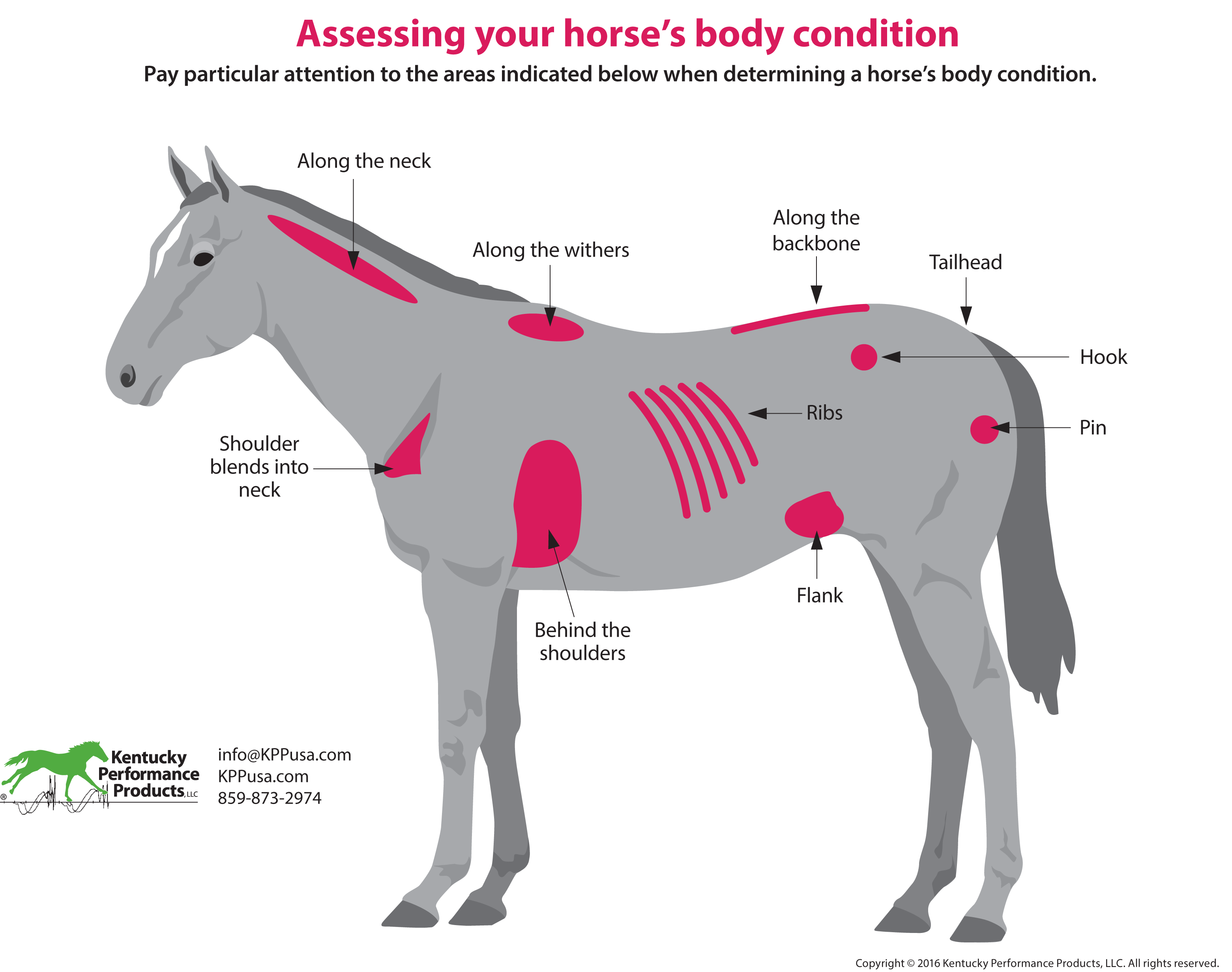How-to-evaluate-your-horses-weight