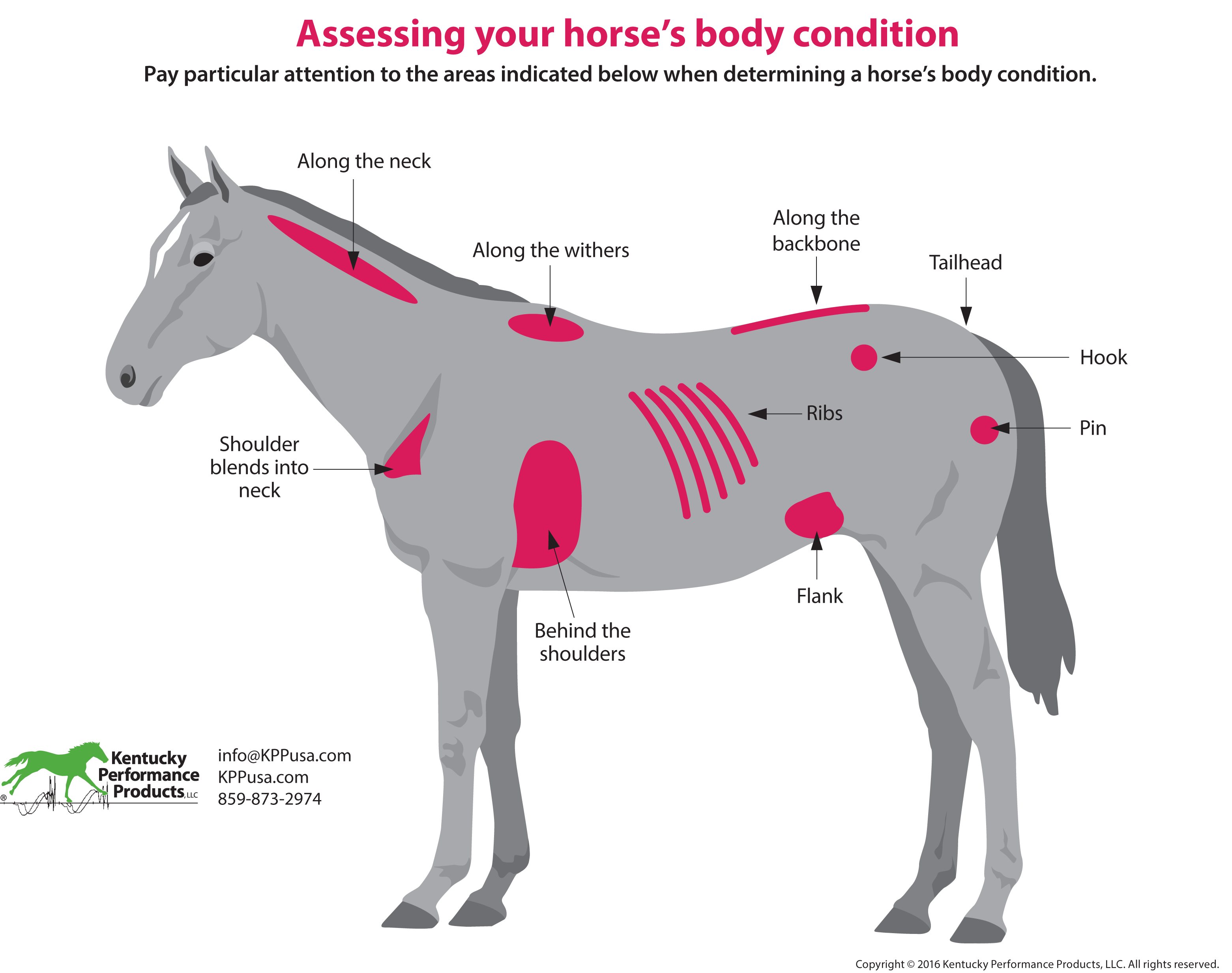 How to Evaluate Your Horse’s Weight | KPP