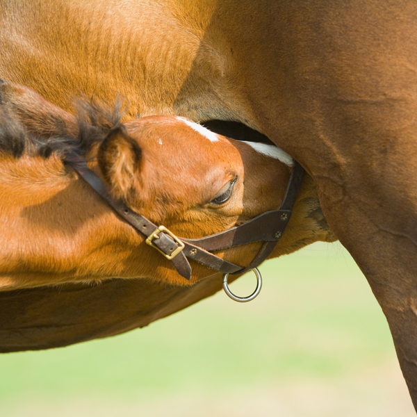 Мастурбатор Коней