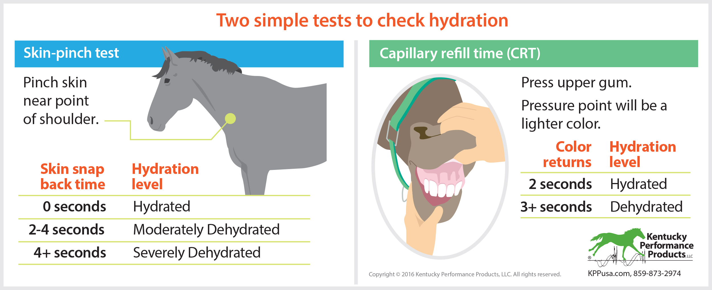 How-to-check-if-your-horse-is-dehydrated-16-170