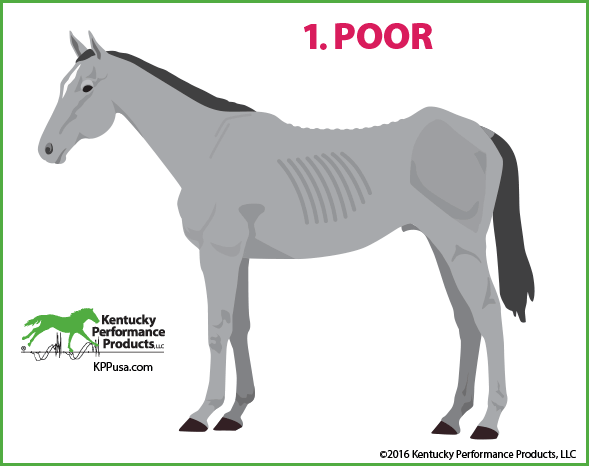What-is-the-ideal-body-condition-score-for-your-horse-16-144