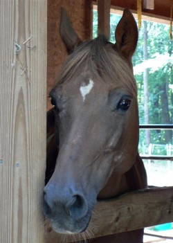 equine-horse-supplements-headshot2