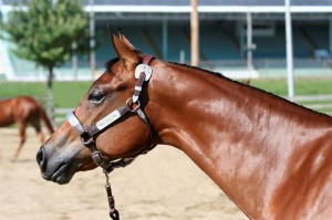 equine-horse-supplements-headshot3