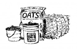 equine-horse-supplements-feeding2