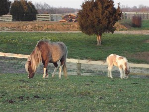equine-horse-supplements-grazing4