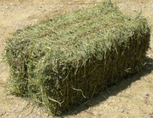 equine-horse-supplements-hay1
