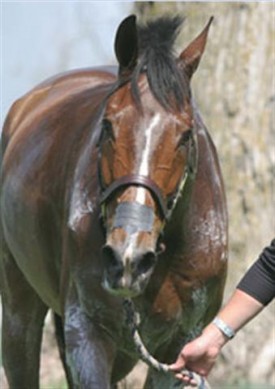 equine-horse-supplements-sweat1