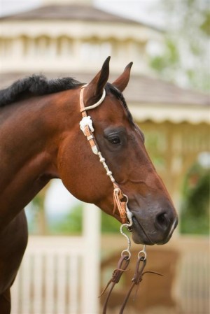 equine-horse-supplements-headshot4