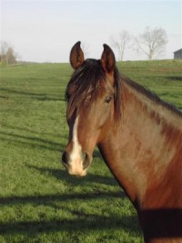 equine-horse-supplements-headshot5