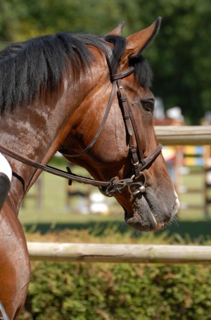 equine-horse-supplements-jumper3