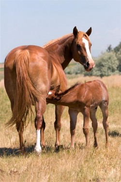 equine-horse-supplements-mare-foal1