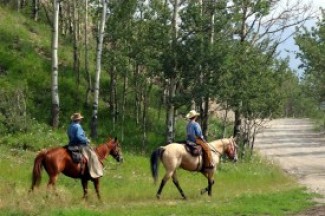 equine-horse-supplements-trail1