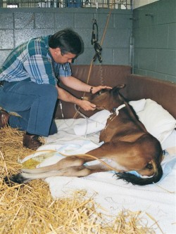 fairfield-bain-dvm