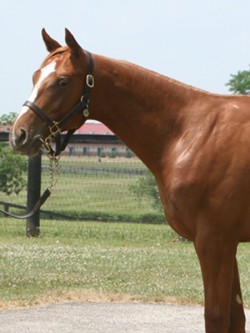 yearling