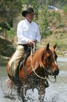 most-quarter-horses