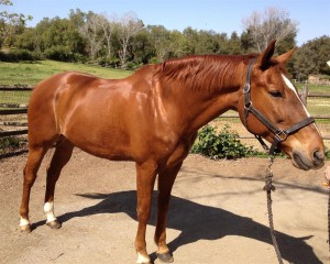 kentucky-performance-products -Liv- Gude-Founder-of-Professional-Equine-Grooms