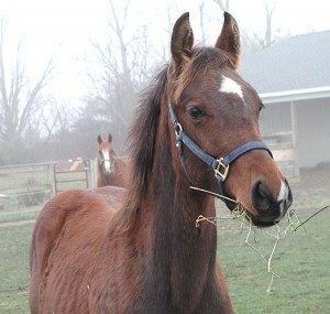 kentucky-performance-products -lisa-byk-2