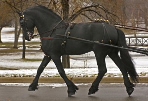 equine-horse-supplements-driving-horse