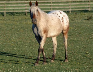 equine-horse-supplements-grazing7