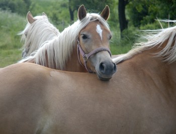 equine-horse-supplements-headshot7