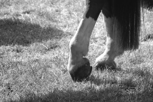 equine-horse-supplements-hoof-leg