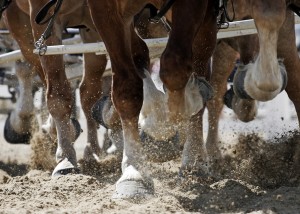 equine-horse-supplements-hooves