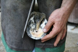 equine-horse-supplements-hooves2