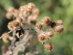 equine-horse-supplements-burrs2