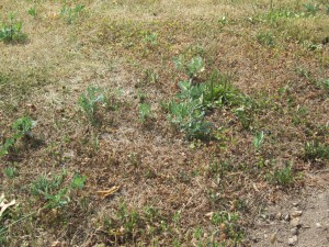 equine-horse-supplements-dry-grass