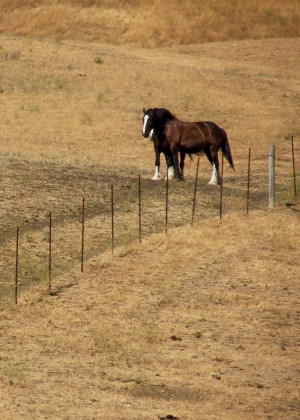 equine-horse-supplements-dry-grass2