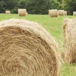 equine-horse-supplements-hay4