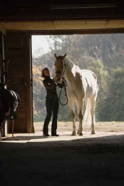equine-horse-supplements- kentucky-performance-products-senior-horse