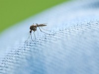equine-horse-supplements-west-nile