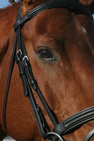 megan-lynn-kentucky-performance-products