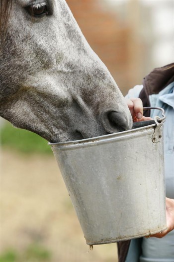 equine-horse-supplements-kentucky-performance-products-drinking2