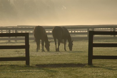 equine-horse-supplements-kentucky-performance-products-grazing