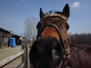 gwen-kriskie-barney-equine-horse-supplements