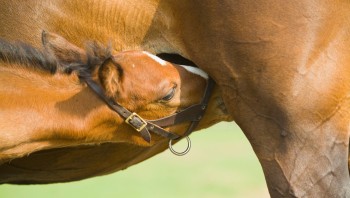 equine-horse-supplements-kentucky-performance-products-foal