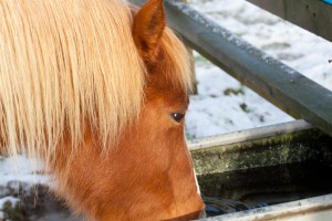 equine-horse-supplements-colic
