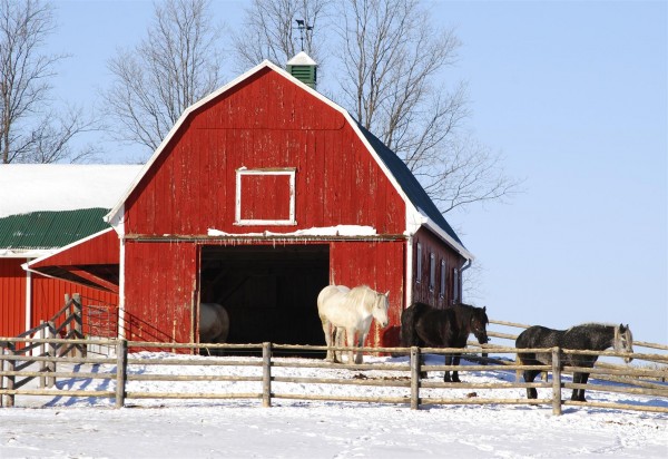equine-horse-supplements- kentucky-performance-products-barn-winter