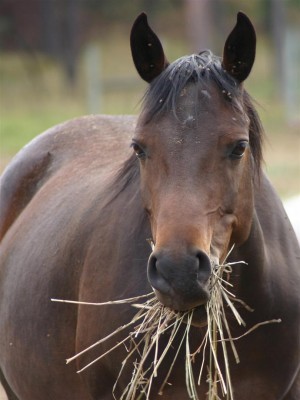 equine-horse-supplements-kentucky-performance-products-eatinghay