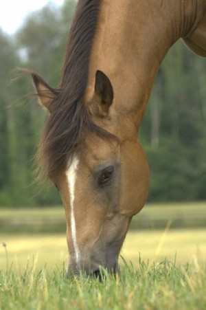 equine-horse-supplements-grazing8