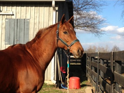 Fly_March_21_2013