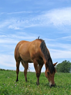 equine-horse-supplements-grazing