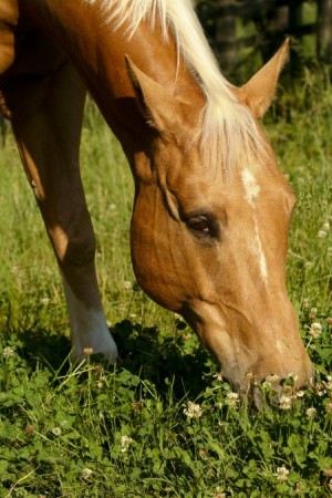 kentucky-performance-products-equine-horse-supplements-grazing-protein
