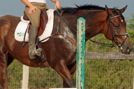 kentucky-performance-products-equine-horse supplements-sweat