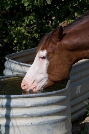 equine-horse-supplements-drinking